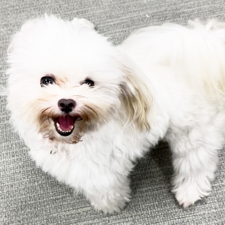 ☆生徒が撮影したモデル犬☆①